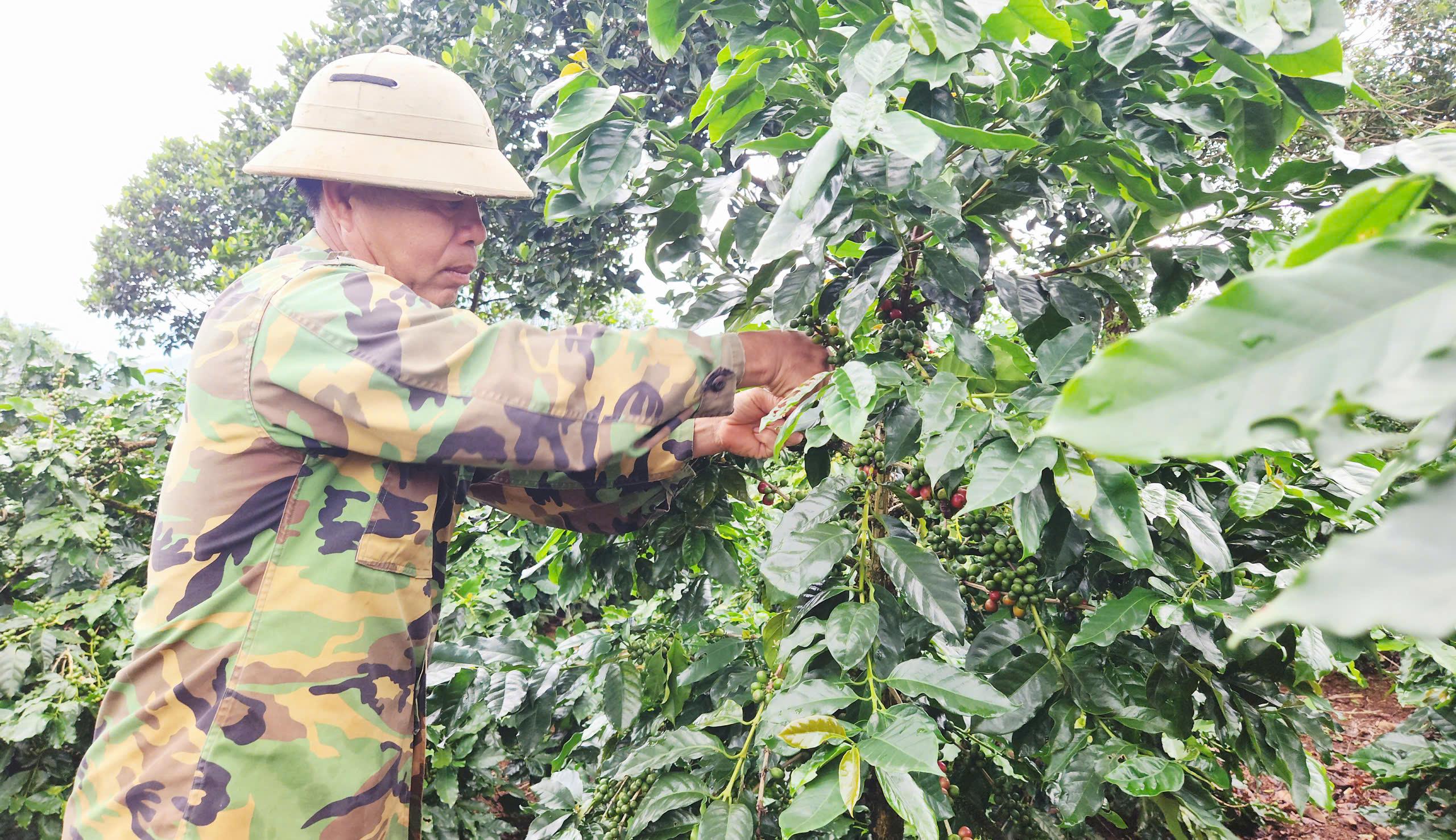 Những nông dân bám đất, giữ cây cà phê Khe Sanh