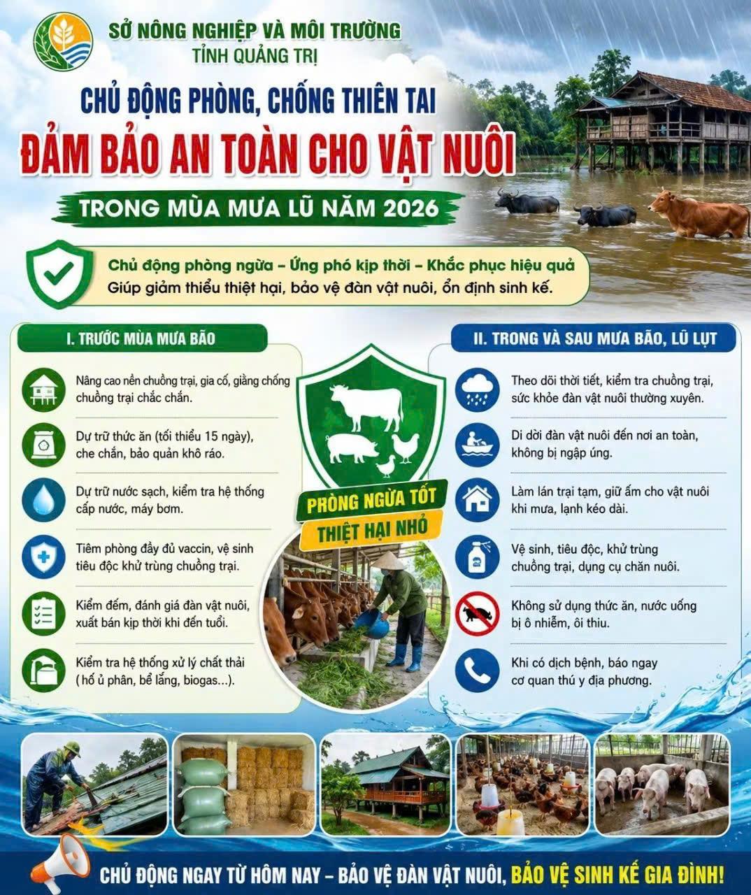 Chủ động đảm bảo an toàn cho vật nuôi trong mùa mưa lũ